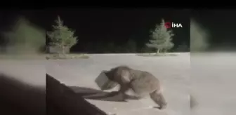 Kafası tenekeye sıkışan ayıyı vatandaşlar kurtardı