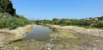 Büyük Menderes Nehri'nde Kuraklık Nedeniyle Toplu Balık Ölümleri