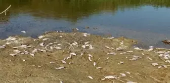 Büyük Menderes Nehri'nde Toplu Balık Ölümleri Yaşanıyor