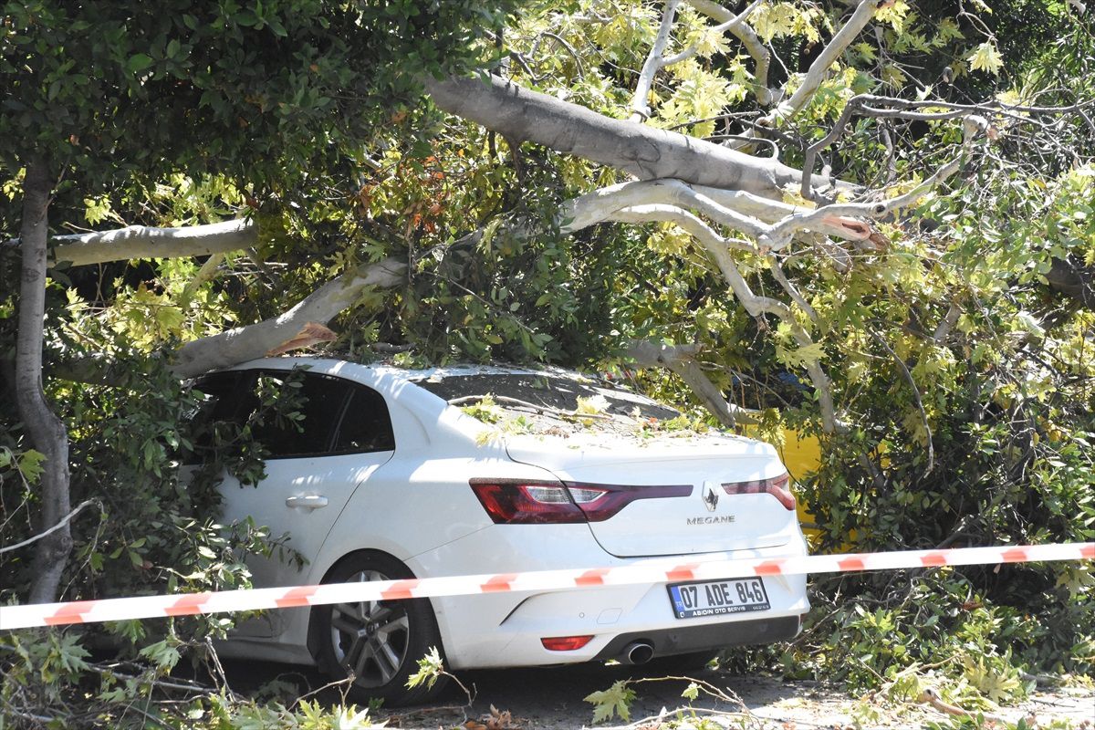 Antalya'da çürüyen çınar ağacı park halindeki 5 araca zarar verdi