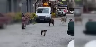 Cesur kedi boyundan büyük 3 köpeğe kafa tutup sokaktan geçirmedi