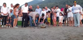 Tedavileri tamamlanan caretta carettalar denize bırakıldı