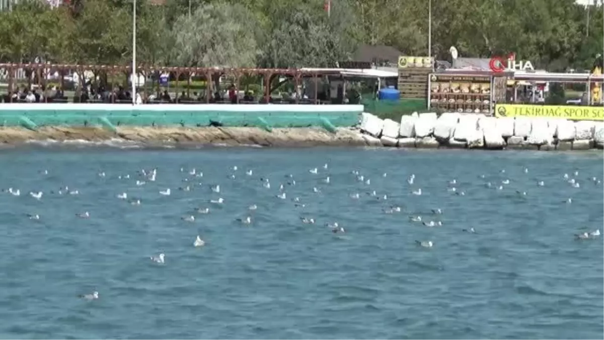 Tekirdağ sahilinde martılar ekmek için adeta kavga etti
