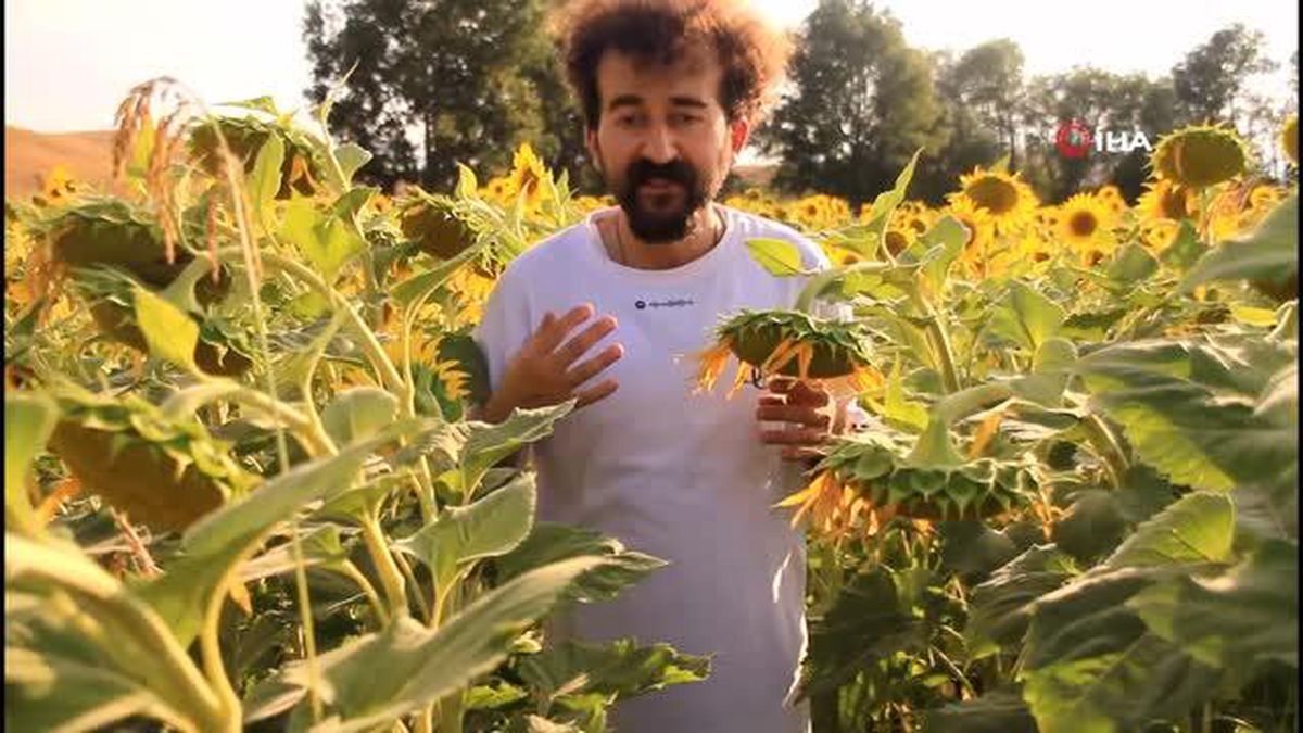 Trakya değil Yüksekova...Ayçiçek tarlası fotoğraf çektirmek isteyenlerin uğrak mekanı oldu