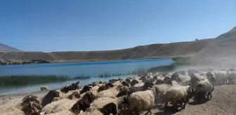 Adilcevaz'da çobanlar küçükbaş hayvanların su ihtiyacını Aygır Gölü'nden karşılıyor