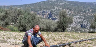 Mersin Büyükşehir Belediyesi Tarımsal Destekleriyle Zeytin Üreticisine Yardım Etti
