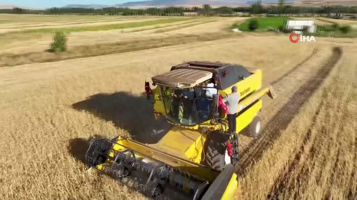 Metruk bir evde bulunan 'Habeş buğdayı'ndan 150 ton rekolte bekleniyor
