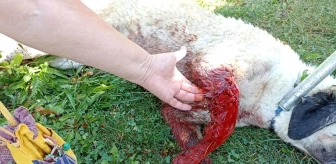 Eskişehir'de Kimliği Belirsiz Şahıs Tarafından Tüfekle Vurulan Köpek Yaralandı