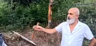 Artvin'de mahsur kalan boz ayı kurtarıldı