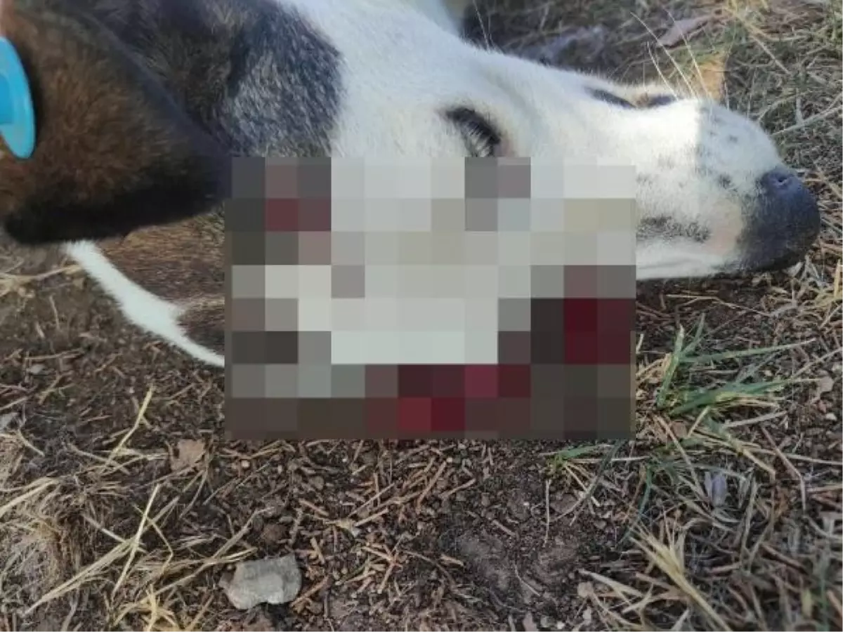 İzmit'te sokak köpeğinin ölümüne kargaların attığı taşlar neden oldu