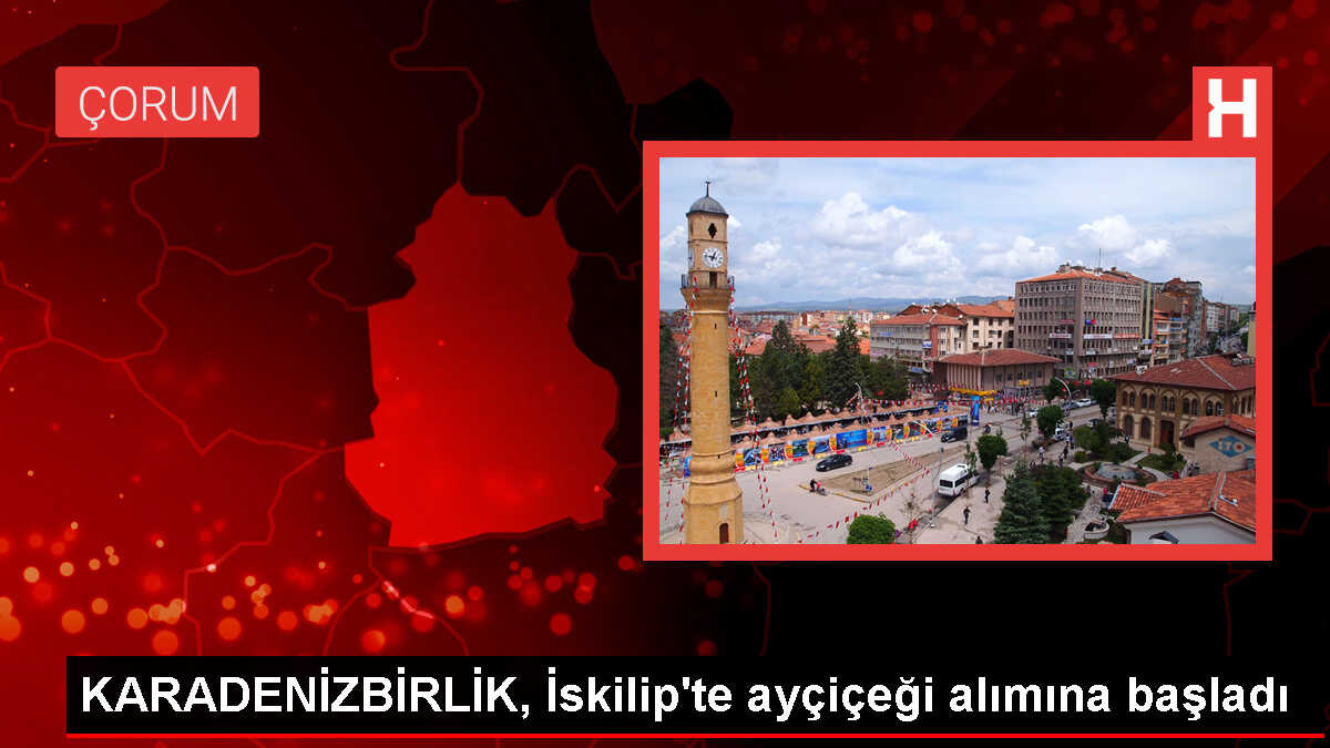KARADENİZBİRLİK, İskilip'te ayçiçeği alımına başladı