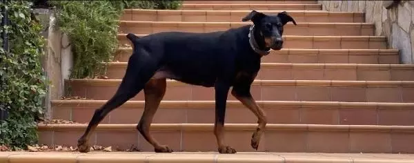 Ünlü ekonomist Korhan Berzeg'in kayıp köpeği 74 gün sonra eve geri döndü Ünlü ekonomist Korhan Berzeg'in kayıp köpeği 74 gün sonra eve geri döndü