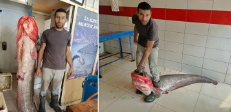 Tokat'ta yakalanan 2 metrelik yayın balığı satışa sunuldu: Kilosu 60 lira!
