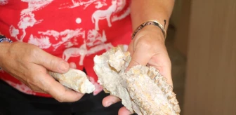 Çankırı Çorakyerler Omurgalı Fosil Lokalitesi'nde 4 Yeni Tür Keşfedildi