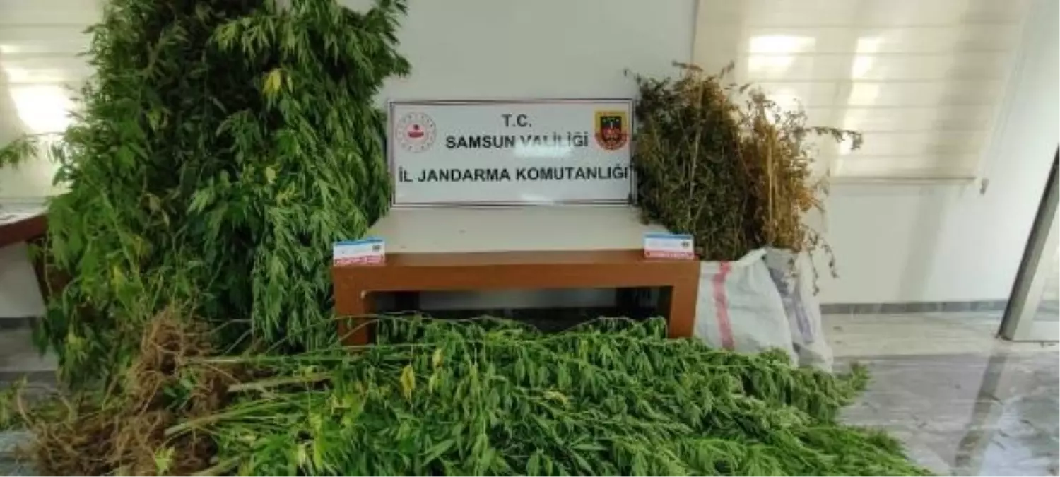 Samsun'da uyuşturucu operasyonu: 13 kilo esrar ele geçirildi