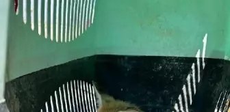 Ağrı'da araç çarpması sonucu yaralanan yavru tilki tedavi altına alındı