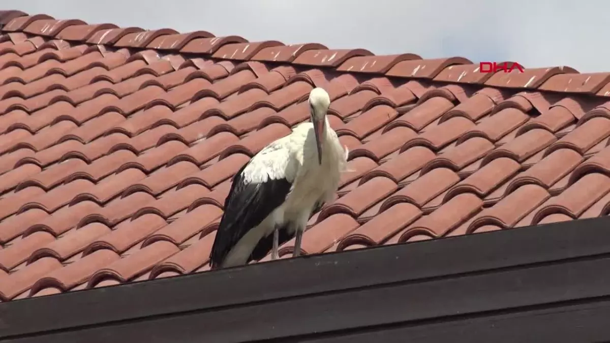 Balıkçı, bitkin haldeki leyleği kurtardı