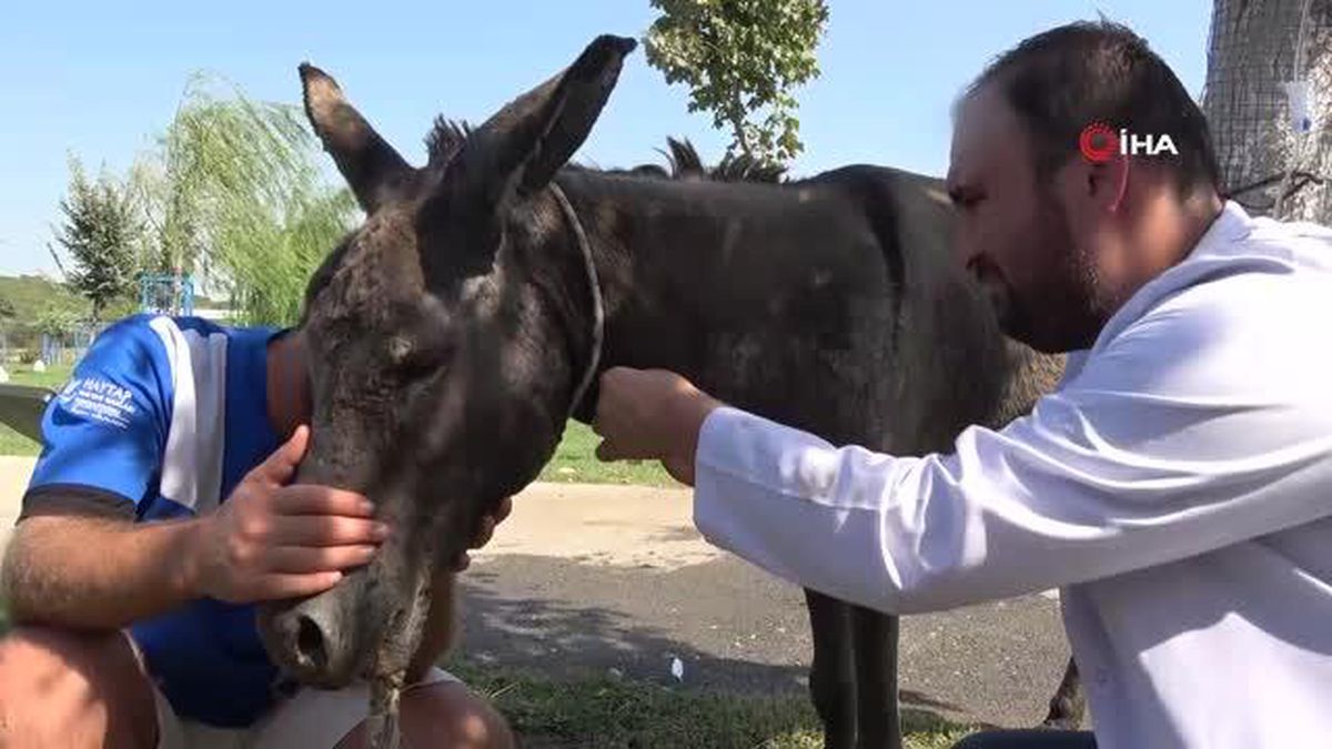 Çanakkale'deki yangında kurtarılan eşek emekliliğe ayrıldı