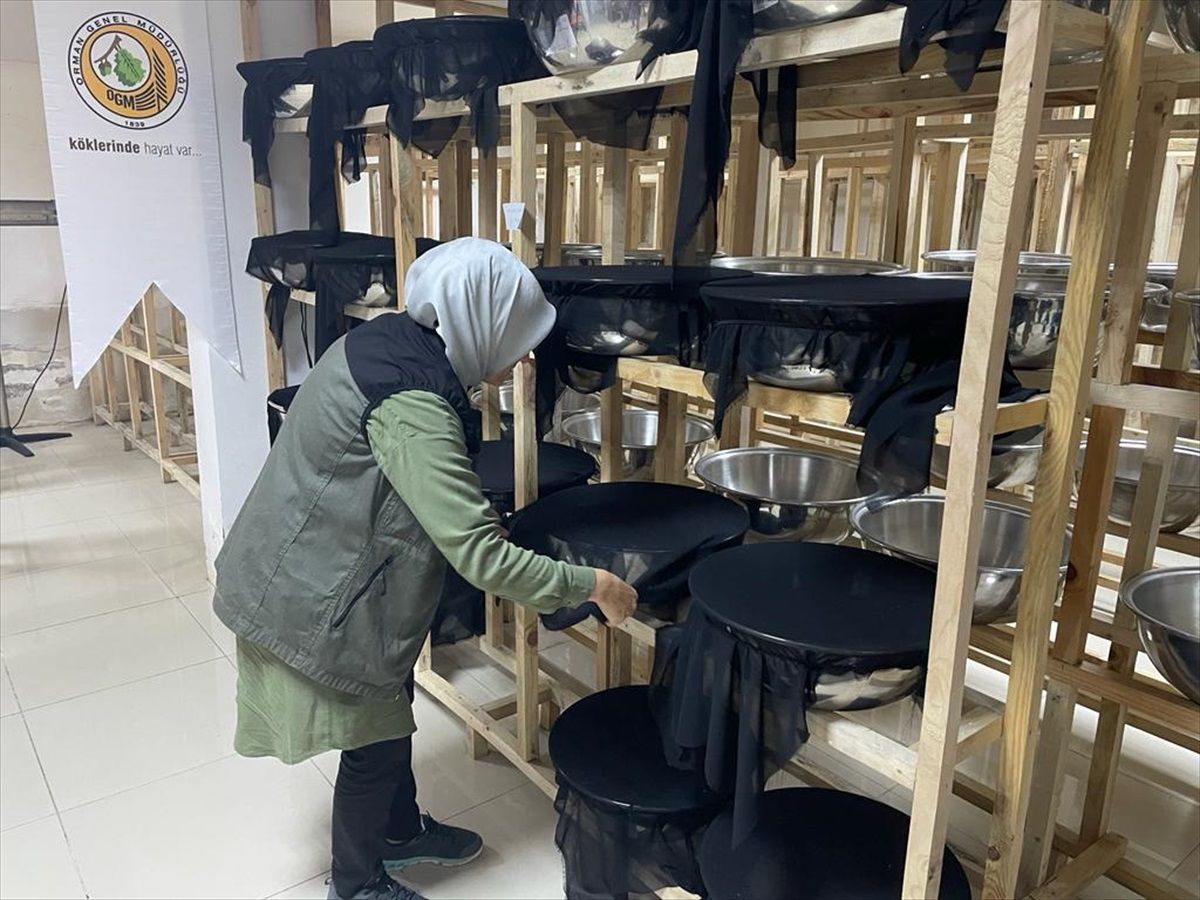 Giresun'da Dev Soymuk Kabuk Böceği Zararlısına Karşı Yararlı Böcek Üretimi Artırıldı