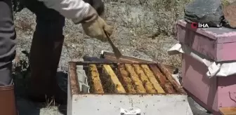 Mevsim Normallerinin Üzerindeki Sıcaklıklar Arıcılığı Olumsuz Etkiliyor