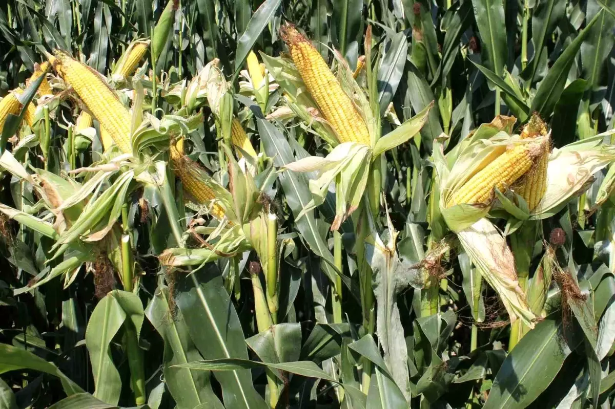 Kuraklık, Edirne'de Mısır Üretimini Olumsuz Etkiledi