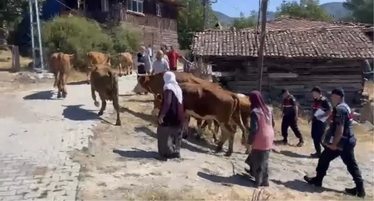 Çoban, sahiplerinin haberi olmadan hayvanları sattı ve kaçtı