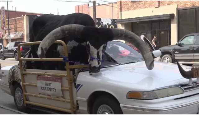 Dev boğayı aracının ön koltuğuna oturtan sürücü polis tarafından uyarıldı Dev boğayı aracının ön koltuğuna oturtan sürücü polis tarafından uyarıldı