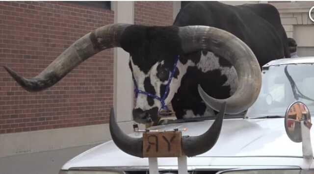 Dev boğayı aracının ön koltuğuna oturtan sürücü polis tarafından uyarıldı Dev boğayı aracının ön koltuğuna oturtan sürücü polis tarafından uyarıldı