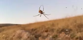 Kırşehir'de Zehirli Örümcek Görüldü