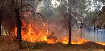 Keşan'da çıkan yangında ormanlık alan zarar gördü