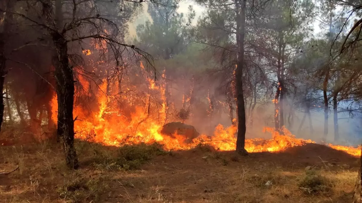 Keşan'da çıkan yangında ormanlık alan zarar gördü
