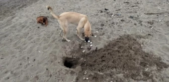 Sahipsiz köpekler sahillerde caretta caretta yavruları için de tehlike oluşturuyor