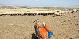 Kayseri'de besiciler koç katımına başladı