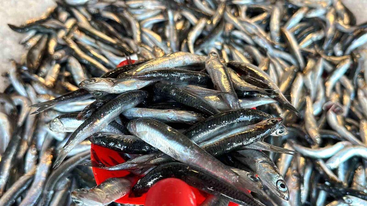 Karadeniz'de Sezonun İlk Balıkları Tezgaha İndi