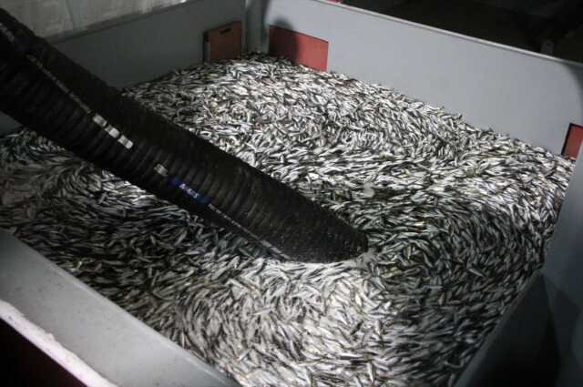 Yeni sezonun ilk balıkları avlandı