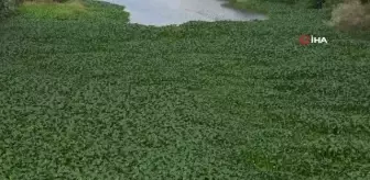 Asi Nehri'ni su sümbülleri kapladı