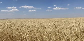 Kırşehir'de Malya Tarım İşletmesinde Alternatif Hububat Çeşitleri Deneniyor