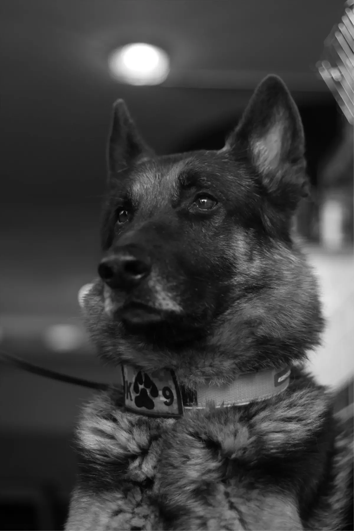 AKUT Arama Kurtarma Derneği'nin Koku Takip Köpeği Fırtına Hayatını Kaybetti