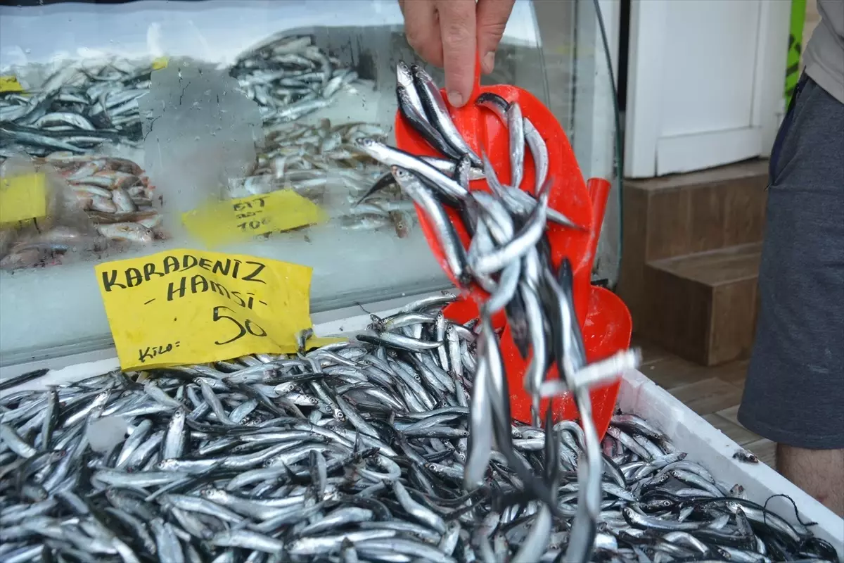 Akçakoca'da Hamsi Bolluğu: Fiyatlar Düştü
