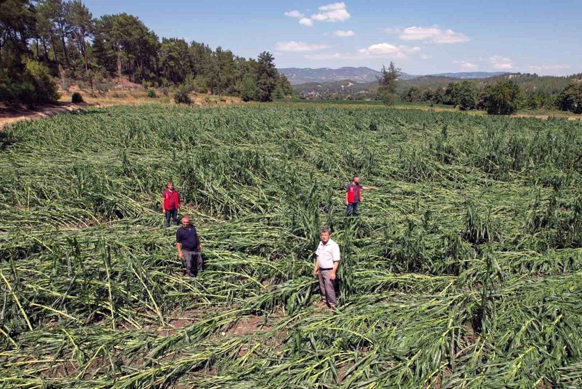 Muğla'da dolu yağışı ürünlere büyük zarar verdi