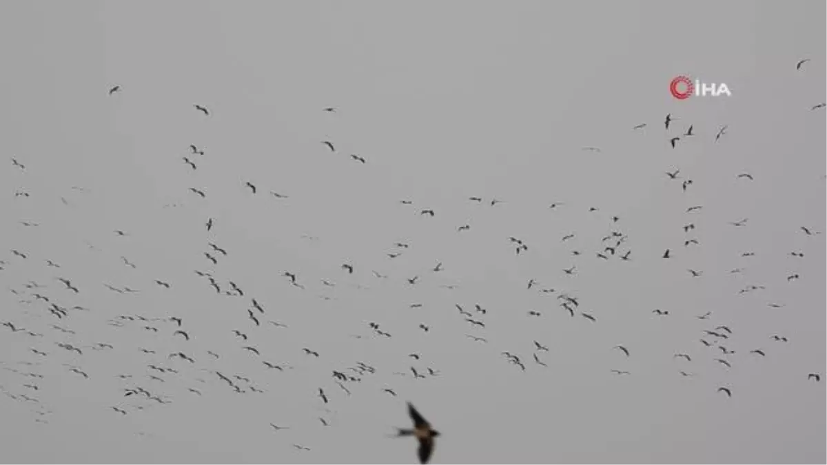 Göç yolundaki leyleklerin gökyüzündeki dansı görsel şölen sundu