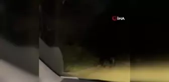 Sakarya'da Yavru Ayıların Kaçış Anları Kameralara Yansıdı