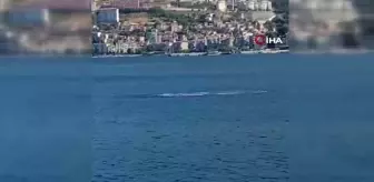 Gemlik Körfezi'nde Yunusların Şovu