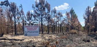 Louisiana'da çıkan orman yangınları kundaklama sonucu çıktı