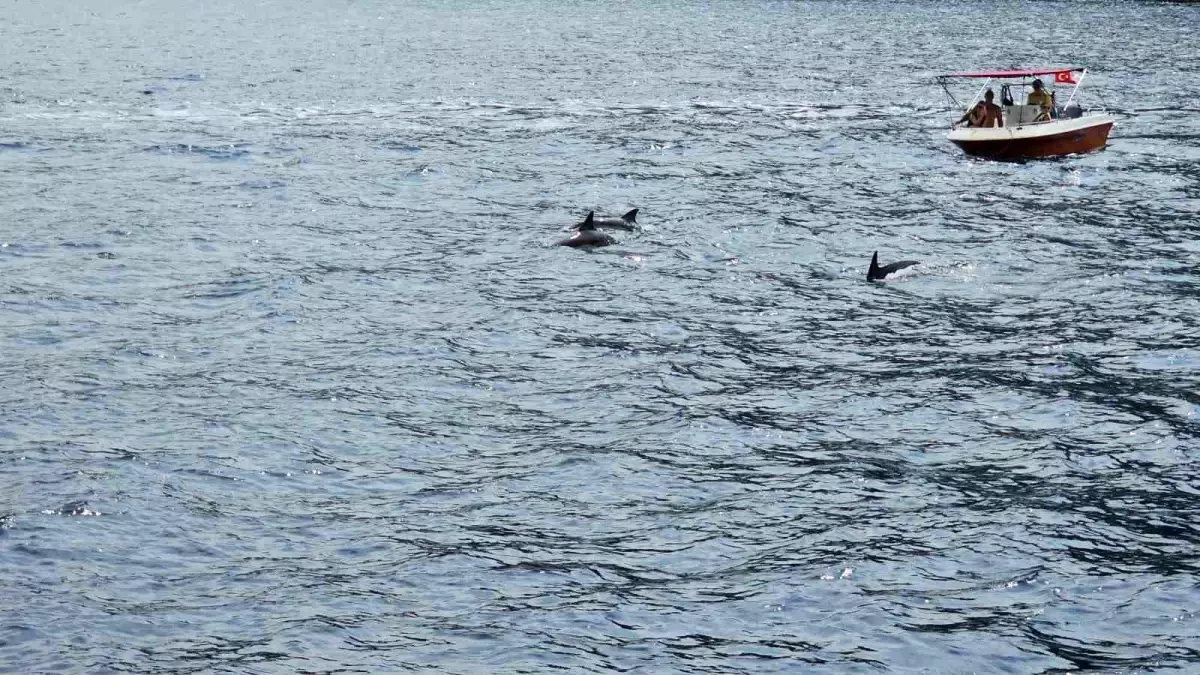 Kuşadası'nda Yunus Balığı Sürüsü Tur Teknesi ile Yüzdü