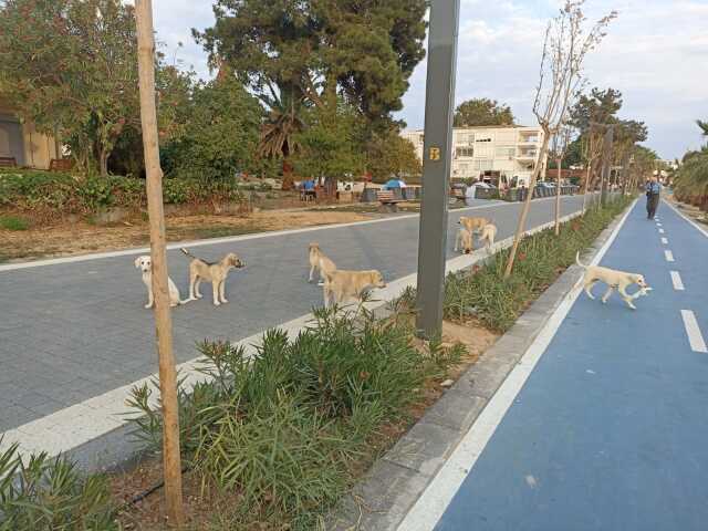 Balıkesir'de başıboş sokak köpeklerinin saldırısına uğrayan kadın ve kızı, scooterdan düştü