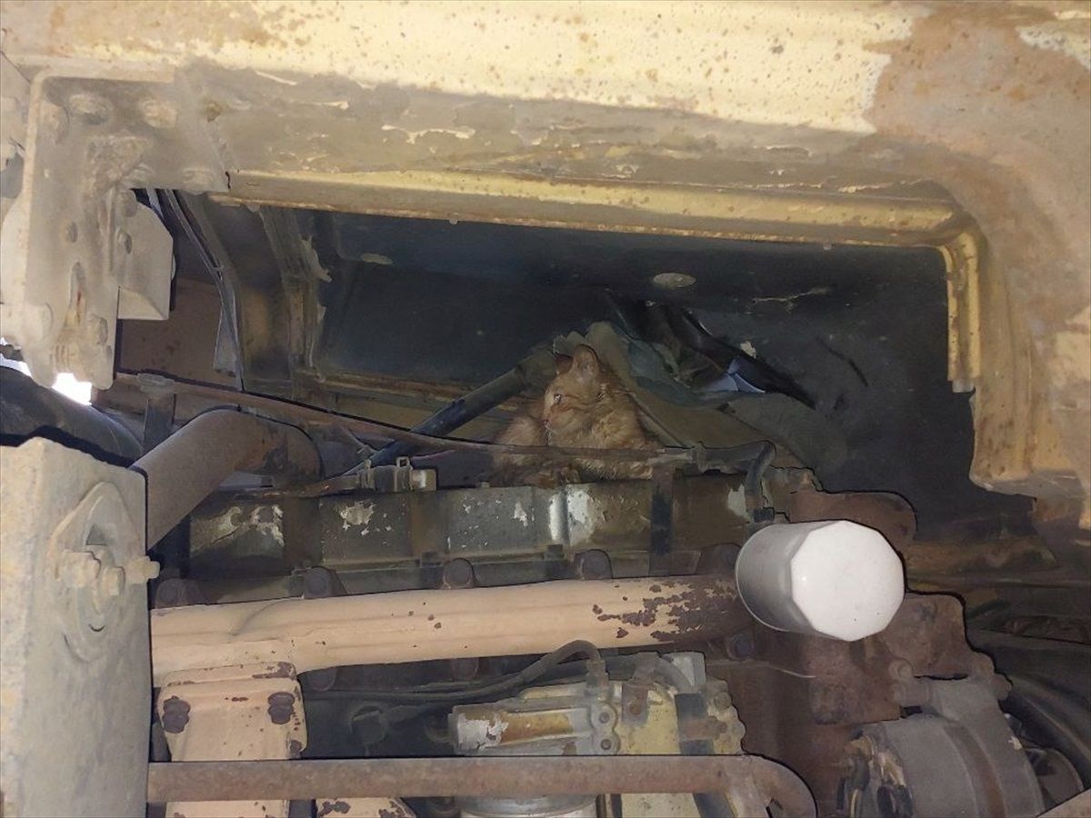 Çorum'un Alaca ilçesinde bir vincin motor bölümünde sıkışan kedi itfaiye ekiplerince kurtarıldı