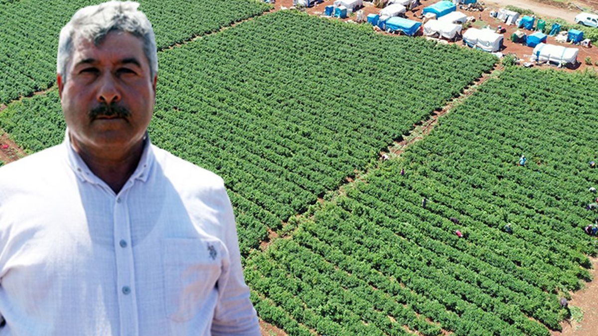 Kahramanmaraşlı çiftçi jalapeno biberiyle 40 ülkeye ihracat yapıyor