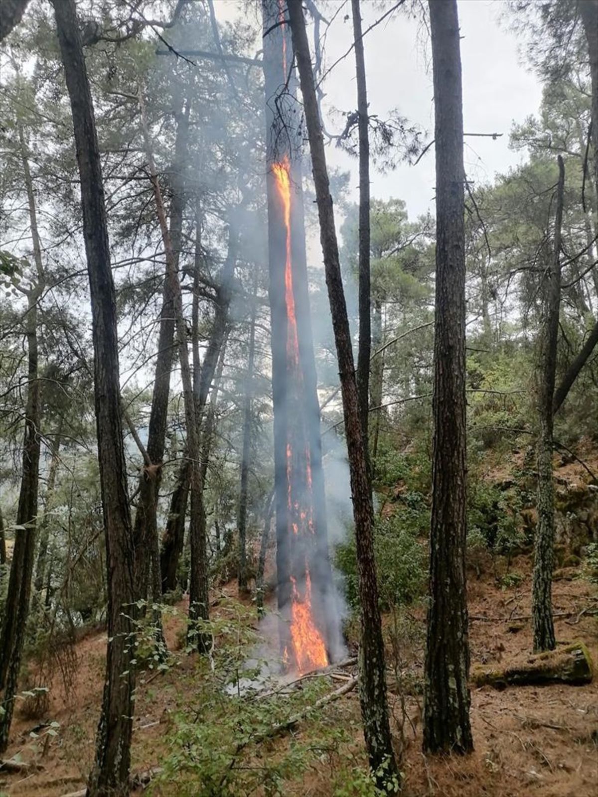 Muğla'da Yıldırım İsabet Eden 36 Noktada Orman Yangını Çıktı