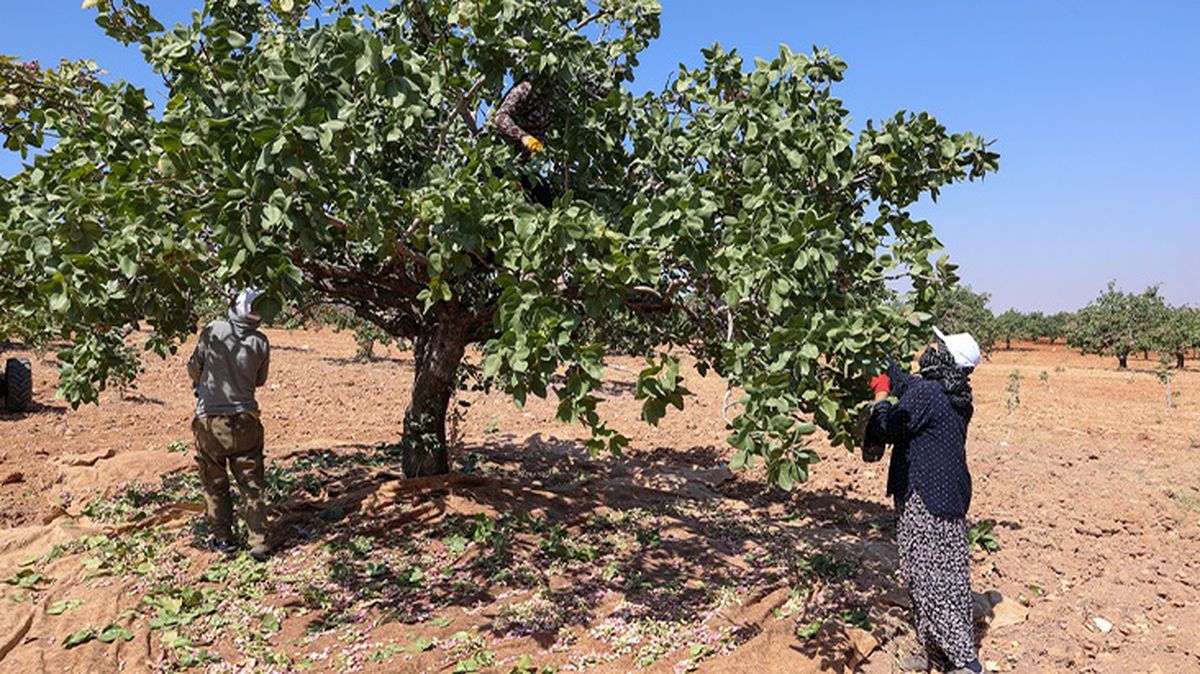 Yeşil altında hasat başladı! Tarlada kilosu 110 TL